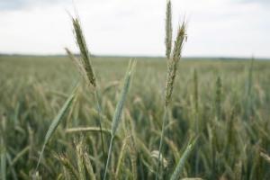 Українське законодавство у сфері ГМО наблизять до норм ЄС