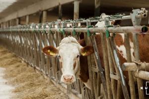 На Чернігівщині стартує проєкт зі створення сімейних молочних ферм 