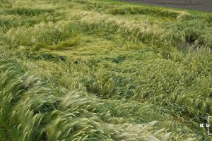 В Запорізькій області фермери можуть втрати до 10% врожаю зернових