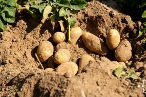Україна на понад 18% знизила імпорт картоплі
