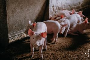 Українські фермери відмовляються вирощувати свиней