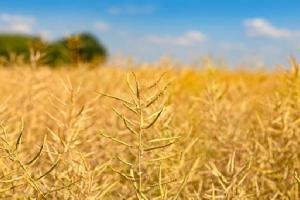 Фахівець розповів про необхідність десикації посівів зернових культур і ріпака