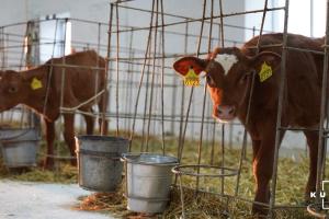 На Херсонщині зменшилось поголів’я худоби