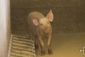 Херсонські фермери відмовляються вирощувати свиней