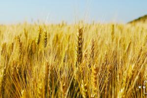 Названо область-лідер з посіву пшениці в Україні