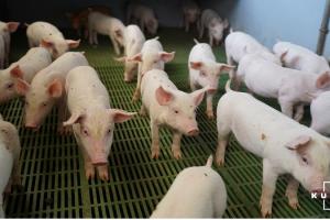 ​За пів року експорт свинини зріс на 61%