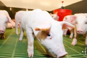 Ціни на живець свиней — прогноз на 12-18 липня