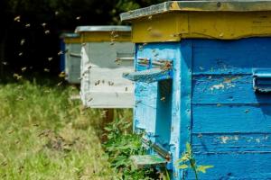 На Хмельниччині зафіксували масову загибель бджіл