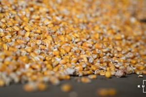 Аграрії поставили на зовнішні ринки понад 570 тисяч тонн зерна