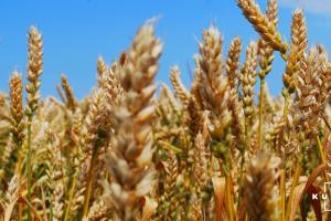 Посіви зернових в Україні уражені фузаріозом — НААН