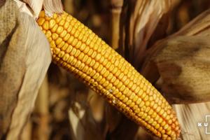 Світове виробництво кукурудзи зросте — прогноз
