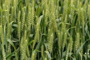 Більшість посівів ярої пшениці в США в задовільному стані