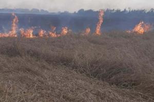 Через удар блискавки на Одещині загорілось пшеничне поле