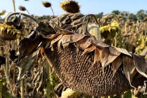 USDA прогнозує збільшення світового врожаю соняшнику