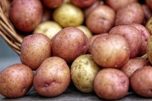 Херсонські аграрії через дощі втратили до третини врожаю картоплі