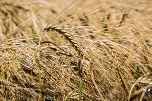 Аграрії Дніпропетровщини виконали 16% запланованих робіт зі збору врожаю