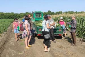 У Запоріжжі фермер залучив до збирання овочів 146 неоформлених працівників