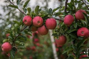 В Україні збір яблук ранніх сортів затримався на 10 днів