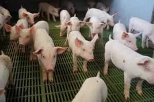 Промислові свиногосподарства наростили поголів’я свиней до 6 млн