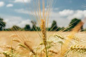 На Одещині зібрано перший мільйон тонн зерна нового врожаю