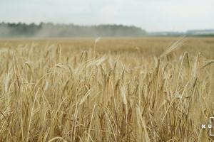 Ціни фуражної пшениці та ячменю зросли через затримку продажів нового врожаю