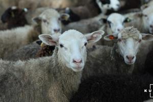 На Прикарпатті фермер вивів породу овець придатну для виробництва хамону 