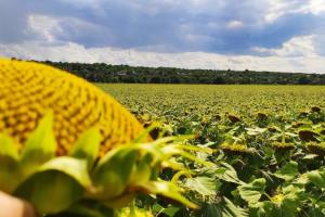 На Луганщині фермер незаконно засіяв соняшником 30 га пасовищ