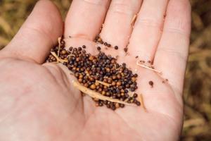 Дослідники розробили спосіб захисту насіння від посухи