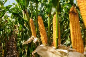 Україна збільшила експорт кукурудзи
