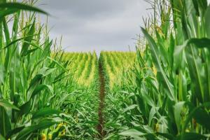Відсутність захисту кукурудзи може спричинити втрату до 20-30% врожаю