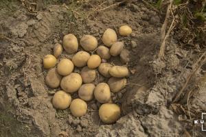 Через дощі українські картоплярі змушені знижувати ціну на овоч