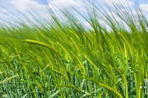 В США стартували жнива ярої пшениці та ячменю