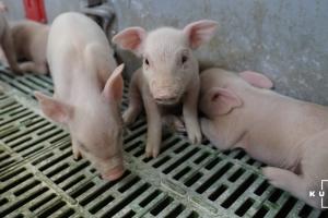 В Україні триває конкурс проєктів із мінімізації антибіотикорезистентності у тваринництві