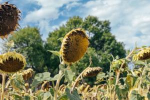Аграрії Черкащини очікують зібрати рекордний врожай соняшника