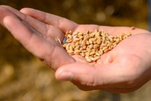Експортні ціни на пшеницю знижуються 