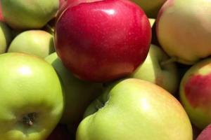 В Україні розпочали збір ранніх яблук
