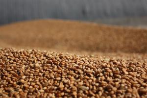 Українські аграрії експортували понад 2 млн т зернових 
