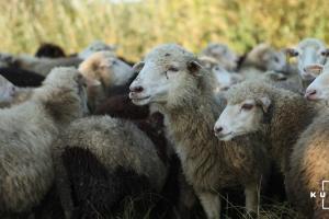 На Луганщині власники овець отримають допомогу від держави