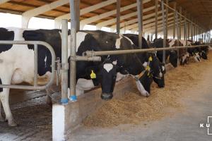 Британські експерти поділяться досвідом управління молочними фермами