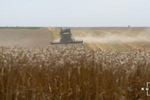 Через посуху врожайність ярої пшениці в США може знизитись на третину