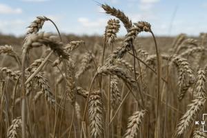 Україна експортувала майже мільйон тонн кукурудзи