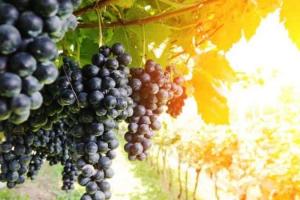 UKRAVIT виводить на ринок інноваційний фунгіцид для захисту винограду