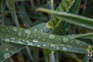 Аграрії розповіли, як погодні умови вплинули на цьогорічну врожайність