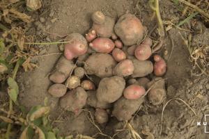 Вітчизняні картоплярі рахують збитки завдані погодними умовами