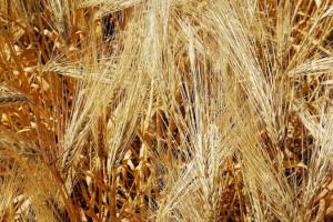 На Вінниччині намолотили перший мільйон тонн зерна нового врожаю
