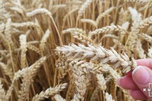 Експерти прогнозують збільшення світового виробництва пшениці
