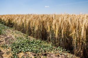 Аграрії Одещини зібрали понад 2 млн тонн зерна нового врожаю