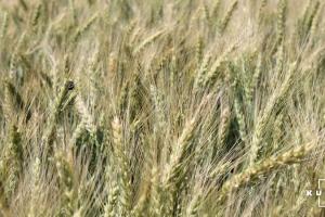 В США врожай ярої пшениці може бути одним з найгірших із 1993 року