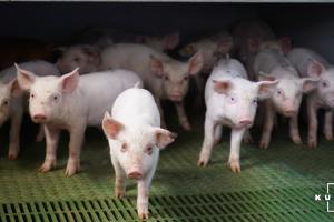 Експертка розповіла, як повернення 20% ПДВ вплинуло на ціну свинини