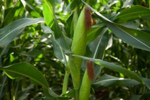 На Луганщині планують зібрати рекордний врожай кукурудзи